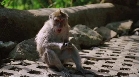 Long-tailed macaque Stock Footage 56236680