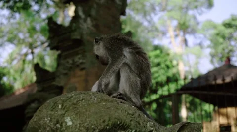 Long-tailed macaque Stock Footage 56236876