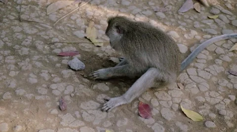 Long-tailed macaque Stock Footage 56247119