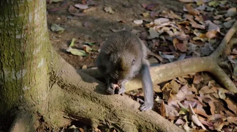 Long-tailed macaque Video stock 56247181