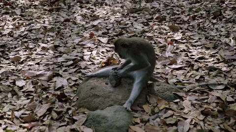 Long-tailed macaque Stock Footage 56247359