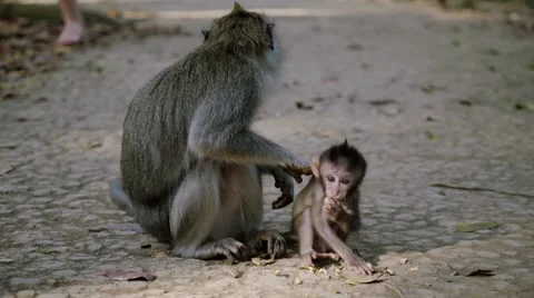 Long-tailed macaque 動画素材 56247361