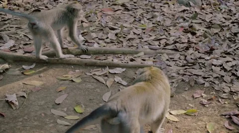 Long-tailed macaque Video stock 56247384