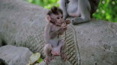 Long-tailed macaque Stock Footage 56247459