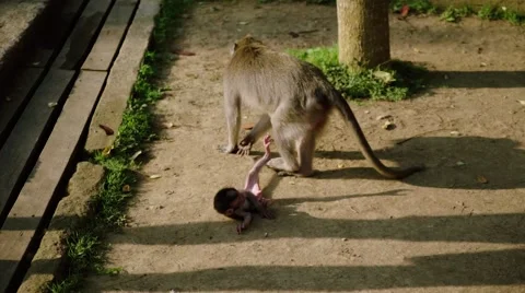 Long-tailed macaque Stock Footage 56247653