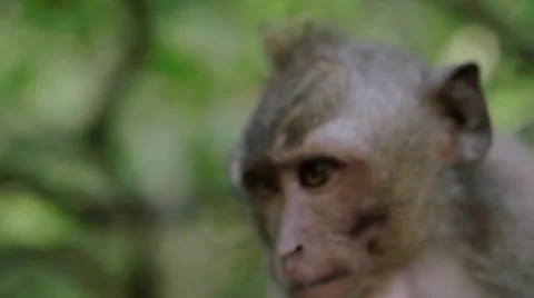 Long-tailed macaque Stock Footage 56247721