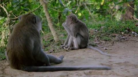 Long-tailed macaque Stock Footage 56247767