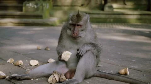 Long-tailed macaque Stock Footage 56247978