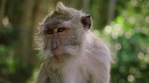 Long-tailed macaque Stock Footage 56248148