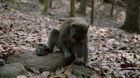 Long-tailed macaque Stock Footage 56249150