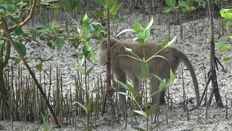Long tailed Macaque Stock Footage 113218592