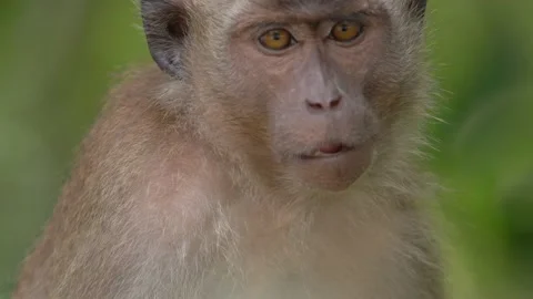 Long-tailed Macaque  Stock Footage 200414686