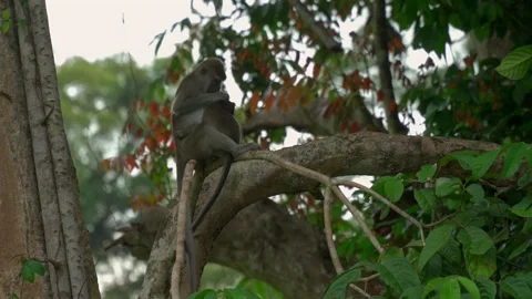 Long Tailed Macaque Grooming Young On Branch Stock Footage 344096716