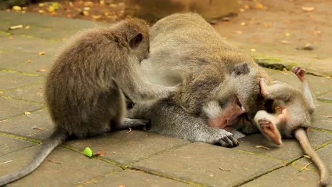 Long-tailed macaque laid on pavement groomed by playful juveniles - Medium Vidéo 150534944
