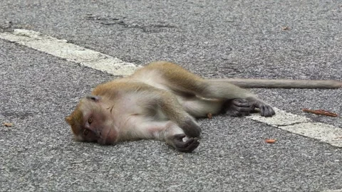 A long-tailed macaque lies down on the asphalt road, resting and relaxing Video stock 282385090