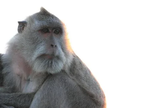 Long-tailed macaque looking forward Stock Photos