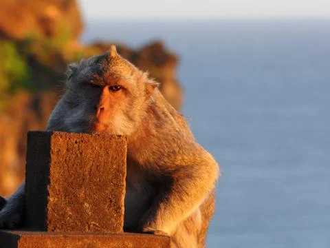 Long-tailed macaque looking towards the camera Foto stock