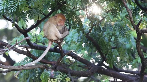 Long-tailed macaque (Macaca fascicularis) on the tree in Thai national park Stock Footage 89791271
