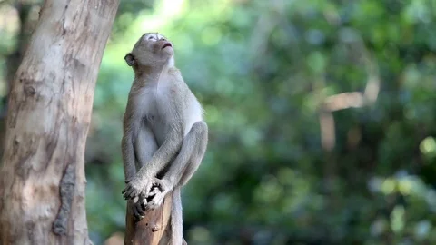 Long-tailed macaque (Macaca fascicularis) Acting on the tree in Thai national Vídeo Stock 89791404