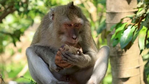 Long-tailed Macaque (Macaca fascicularis) eating a coconut in Bali Stock-Footage 147894835