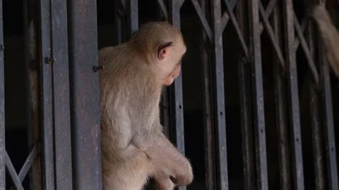 Long-tailed Macaque, Macaca fascicularis, Lop Buri, Thailand;  seen in Stock Footage 156892383
