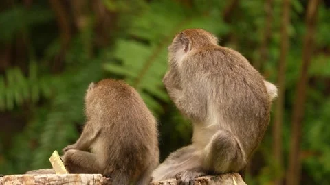 Long-tailed macaque, Macaca fascicularis, monkey in the nature habitat, Bako NP, 스톡 동영상 276358153