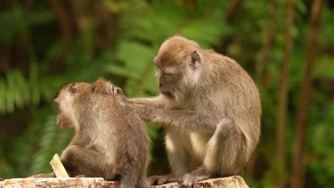 Long-tailed macaque, Macaca fascicularis, monkey in the nature habitat, Bako NP, Stock Footage 276358240
