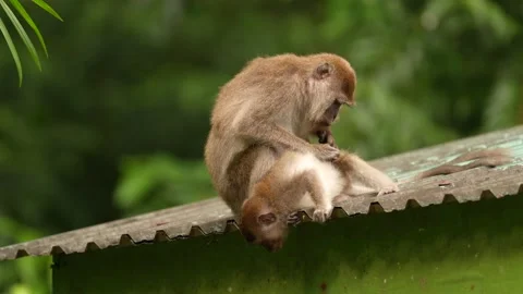 Long-tailed macaque, Macaca fascicularis, monkey in the nature habitat, Bako NP, Stock Footage 276358401