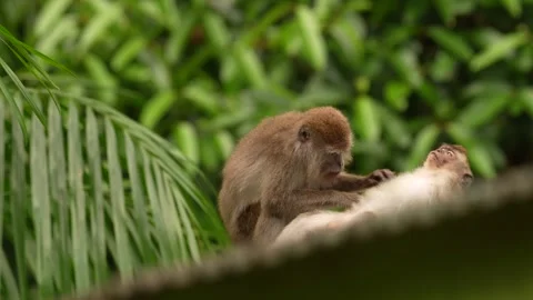 Long-tailed macaque, Macaca fascicularis, monkey in the nature habitat, Bako NP, Stock Footage 276358404