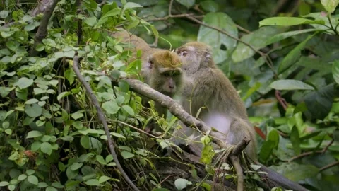 Long-tailed Macaque - Macaca fascicularis also known as crab-eating macaque Video stock 317918287