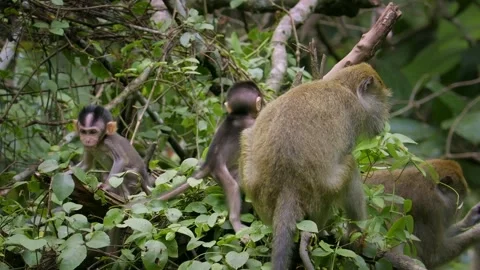 Long-tailed Macaque - Macaca fascicularis also known as crab-eating macaque Video stock 317918307