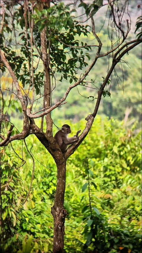 A long-tailed macaque (Macaca fascicularis) Stock Footage 326767867