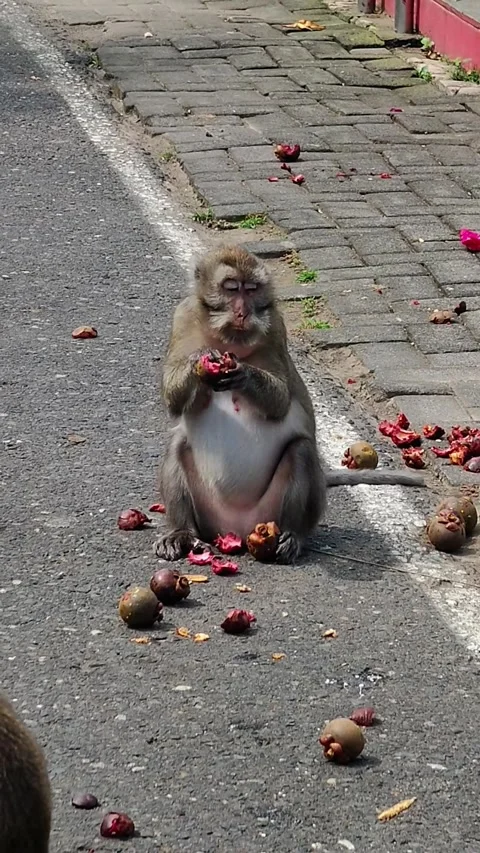 The long-tailed macaque (Macaca fascicularis) Stock Footage 339509963