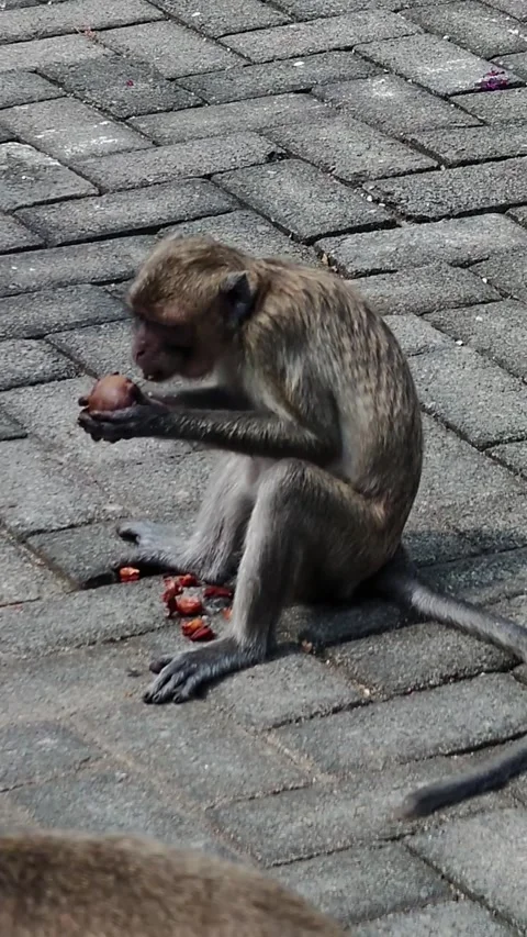 The long-tailed macaque (Macaca fascicularis) Stock Footage 339509967