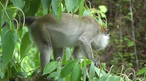 Long-tailed macaque, Malaysia Vidéo 64803238