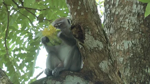 Long-tailed macaque, Malaysia 스톡 동영상 88546796