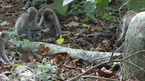 Long-tailed Macaque, Malaysia Stock-Footage 88548600