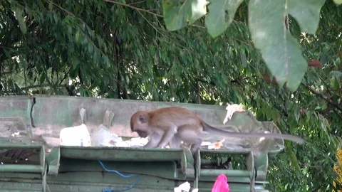 Long tailed macaque, Malaysia Stock-Footage 113218262
