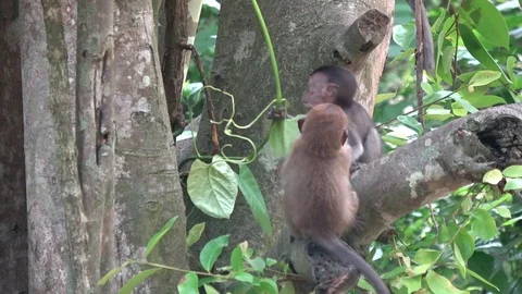 Long tailed macaque, Malaysia Vidéo 113218894