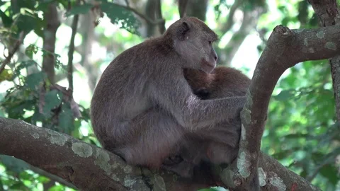 Long tailed macaque, Malaysia Vidéo 113218902
