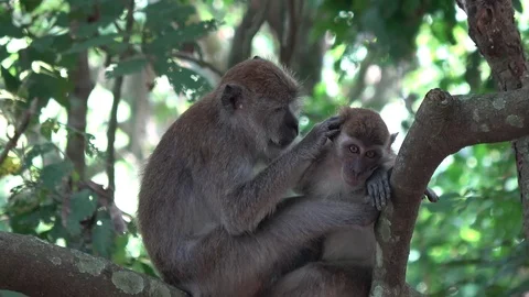 Long tailed macaque, Malaysia 스톡 동영상 113218953
