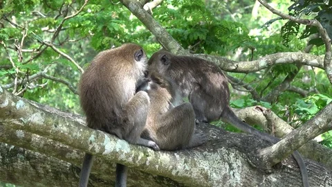 Long tailed macaque, Malaysia 스톡 동영상 113218998