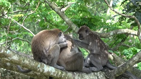 Long tailed macaque, Malaysia Stock-Footage 113219041