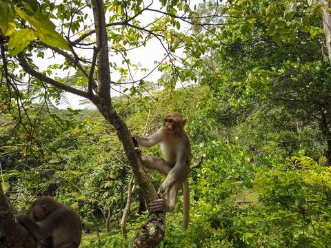 Long-Tailed Macaque Monkey Climbing a Tree near Linh Ung Pagoda, Vietnam Fotos de archivo