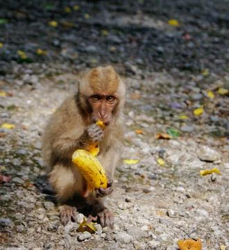 Long-tailed Macaque Monkey eat banana. sitting on the rocks Stock Photos