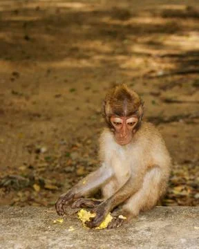 Long-tailed Macaque Monkey eat banana. sitting on the rocks Stock Photos