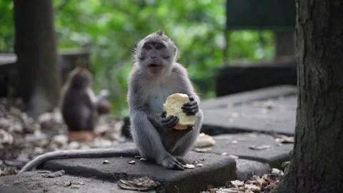 Long tailed macaque monkey eating a piece of bread monkey forest ubud Stock Footage 330717940