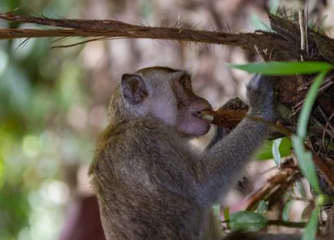 Long tailed macaque monkey eating plant roots in Bako national park in Borneo Stock-Fotos