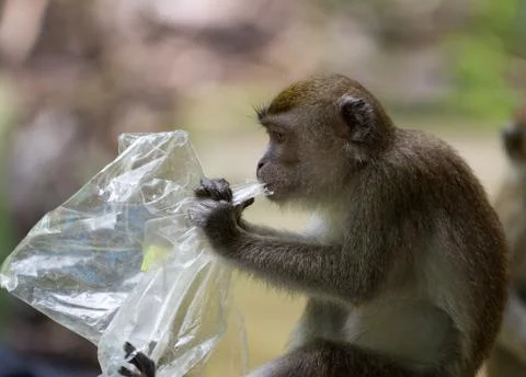 Long tailed macaque monkey eating plastic bag in Bako national park in Borneo Stock Photos