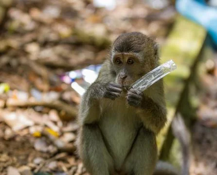 Long tailed macaque monkey eating plastic bag in Bako national park in Borneo Stock Photos
